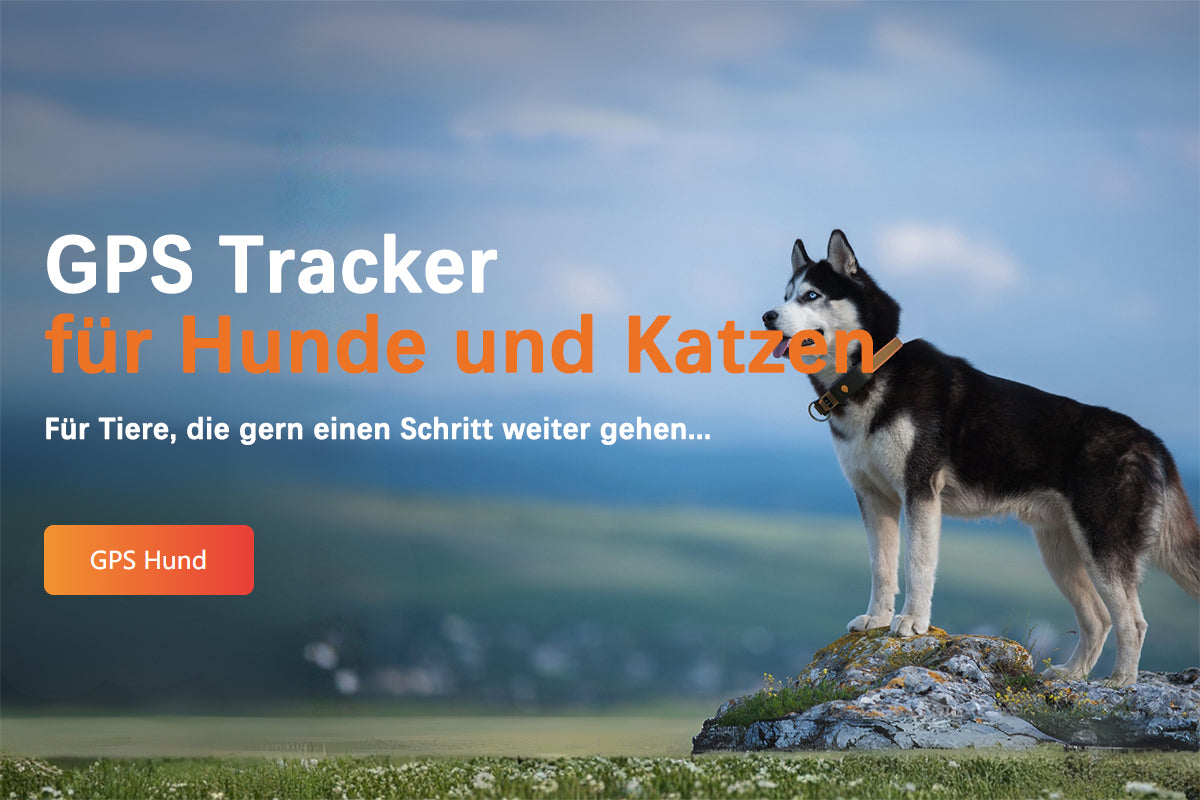 Weenect Hund XT - NEUES GPS-Halsband für Hunde